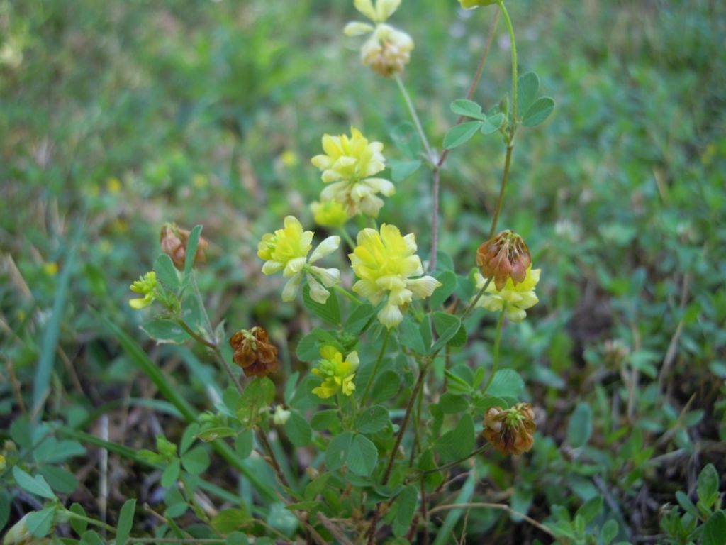 Trifoglio? Ma quale specie?  Trifolium campestre